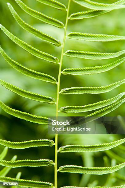 Fern Verde - Fotografie stock e altre immagini di Ambientazione esterna - Ambientazione esterna, Ambiente, Astratto