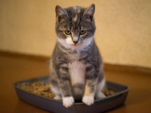 istock Kitten in toilet tray box with absorbent litter. 1197136276