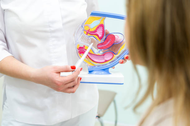 Gynecologist consulting patient using uterus anatomy model Gynecologist doctor consulting patient using uterus anatomy model gynecological examination photos stock pictures, royalty-free photos & images