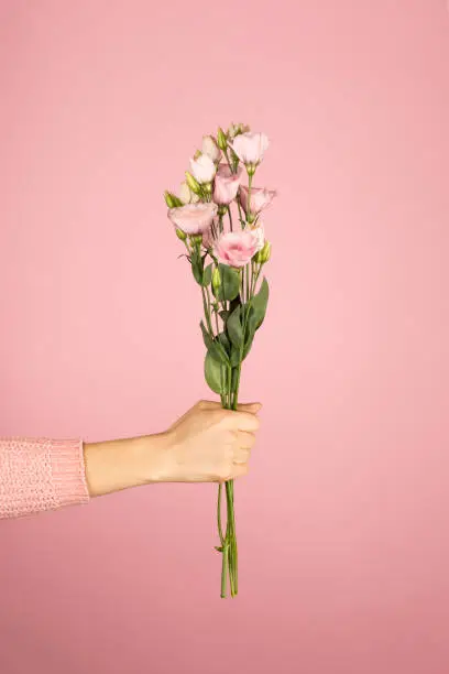 Trendy banner for Valentines Day, International Womens Day or mothers day, Beautiful bouquet of pink Eustoma in a female hand on pink background.