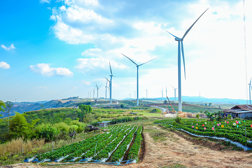 Strawberry farm have wind turbine background