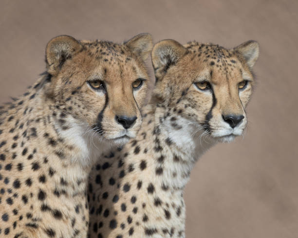 istock Pair of cheetahs against plain brown background 1197137297
