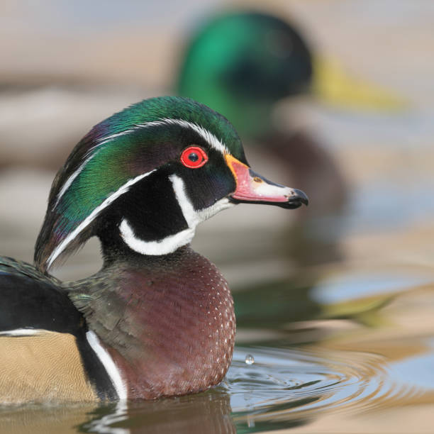 istock Colorful male wood duck on smooth pond 1197137607