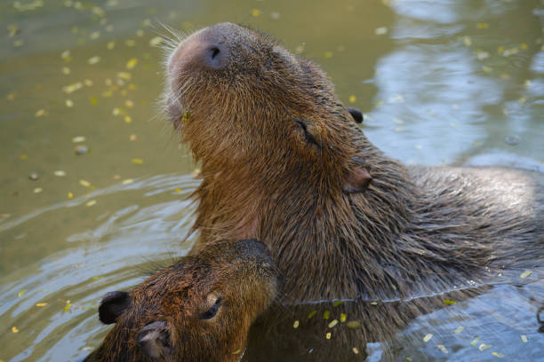 istock Capybara a largest living rodent in the ponds. 1197138299