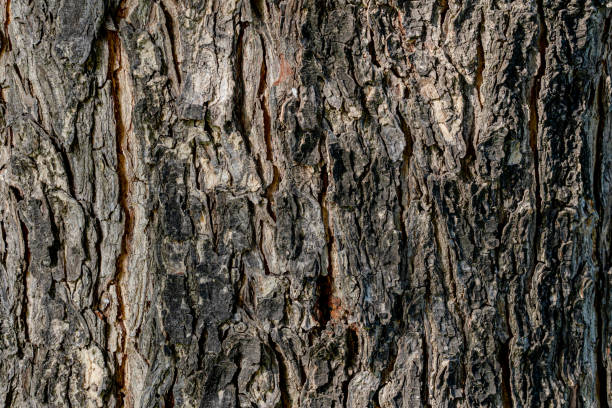 istock Natural texture of tree bark 1197138321