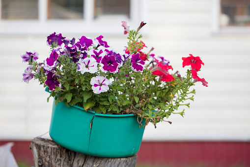 Old green basin with flowers petunias