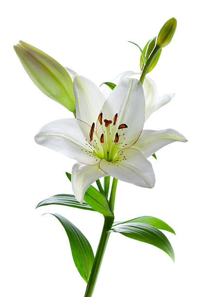 bellissimo giglio di fiori, isolato su bianco - lily white flower single flower foto e immagini stock