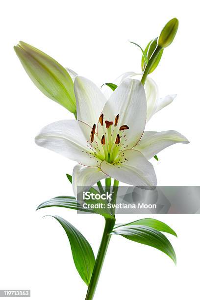 Bonito Flores De Lírio Isolado A Branco - Fotografias de stock e mais imagens de Lírio - Lírio, Branco, Flor