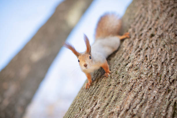 istock Squirrel on a tree in a natural habitat 1197142350