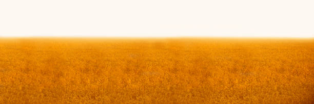 istock Banner wheat field. Concept rich harvest. 1197142507