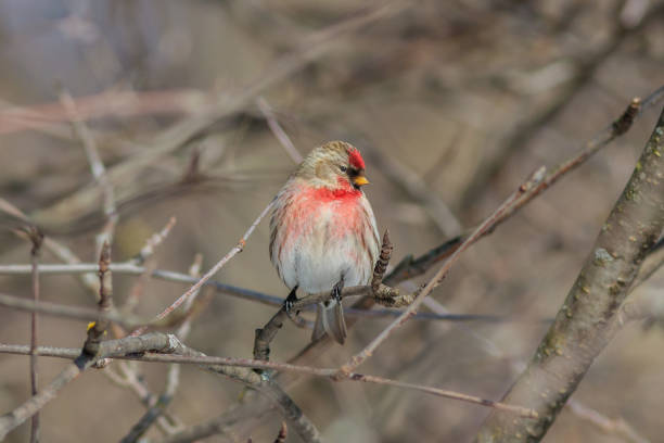 The Common redpoll on the branch in winter