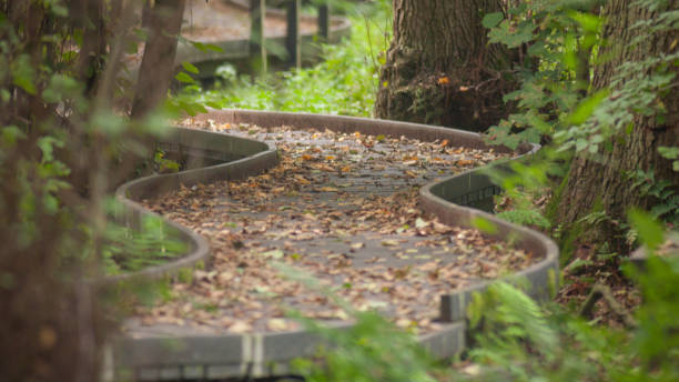 Garden board walk with autumn leaves