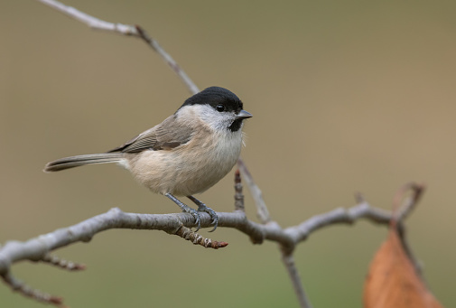 Brown headed nuthatch on a branch in Milton, GA, United States