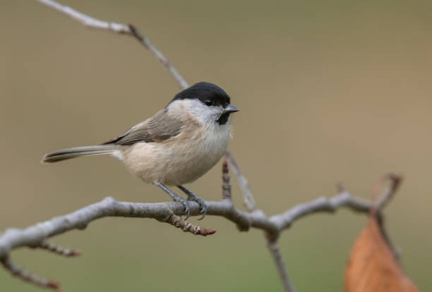 Marsh tit Marsh tit perching on a cherry tree. parus palustris stock pictures, royalty-free photos & images