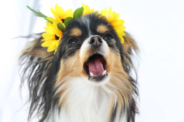 istock Papillon dog wearing flower crown 1197146586