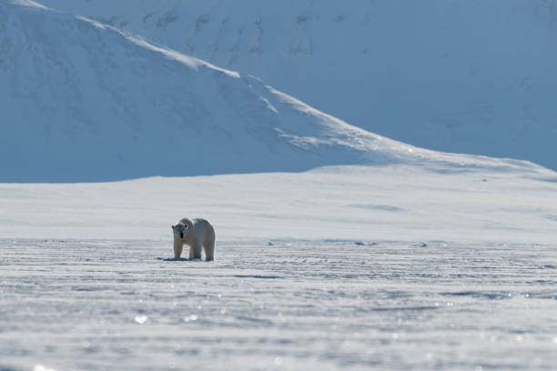 istock Curious Polar bear looking at me in the wild Arctic 1197147172