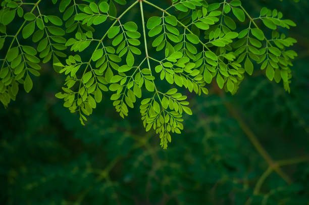 Moringa Pictures | Download Free Images on Unsplash