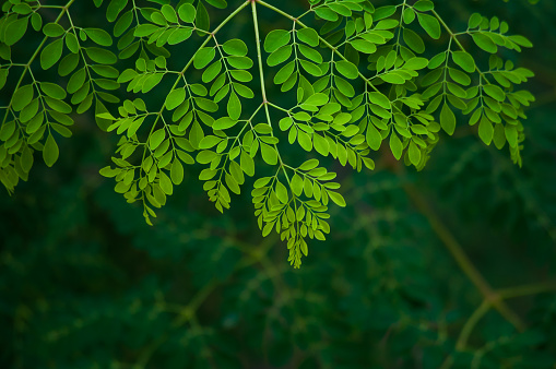 Moringa leaf background