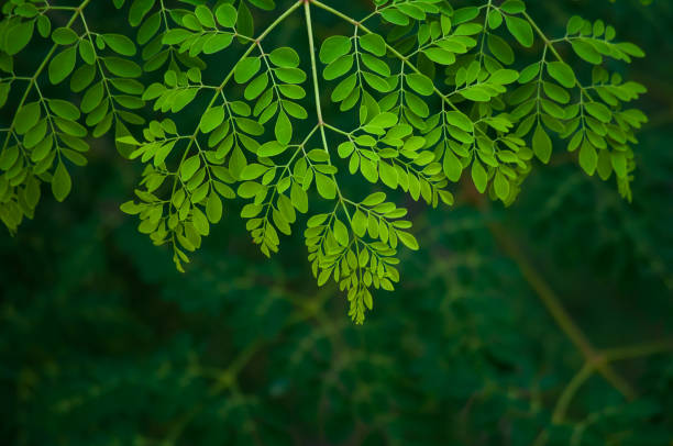 Moringa leaf background Moringa leaf background moringa leaves stock pictures, royalty-free photos & images