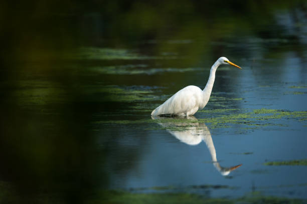 istock great egret with reflection standing still in a shallow water to catch fish or frog at keoladeo national park or bird sanctuary, bharatpur, rajasthan, india - ardea alba 1197150513