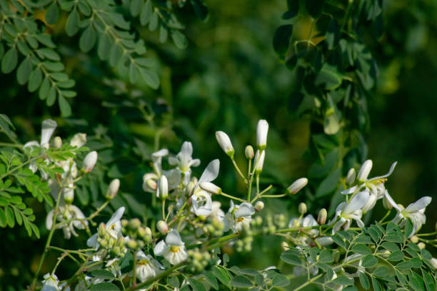 istock Moringa plant flowers and leaf background 1197150609