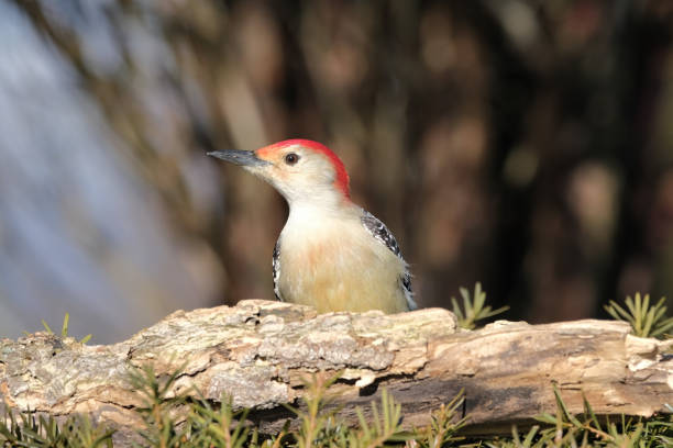 istock Red-Bellied Woodpecker 1197152060