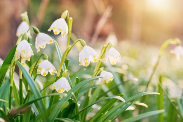 Spring flowers in the shining sunlight , Leucojum vernum, called spring snowflake Spring flowers in the shining sunlight , Leucojum vernum, called spring snowflake leucojum vernum stock pictures, royalty-free photos & images