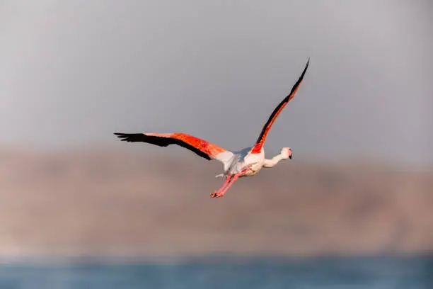 Photo of Lone Flamingo taking flight