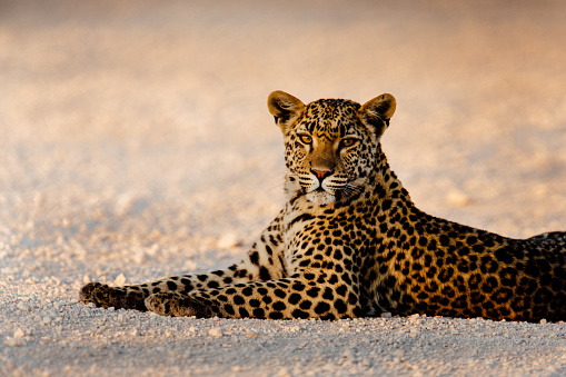 A beautiful female leopard with big eyes looking straight into the camera in Namibia’s Etosha National Park.
