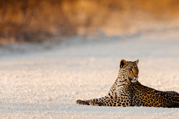 Leopard (panthera pardus) on the prowl, Namibia
