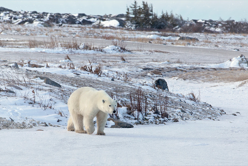 Polar bear walks across frozen pond in Churchill, Manitoba, Canada.  Frozen tundra landscape in background.