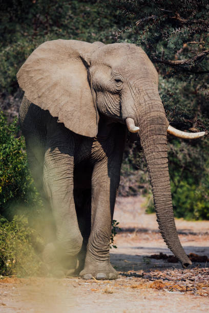 istock Desert Elephant of Damaraland 1197156952