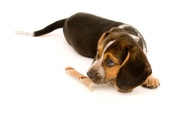 istock Dog Sniffing Treat 119715747