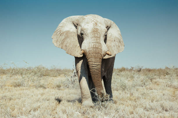 taureau d'éléphant dans le parc naitonal d'etosha - parc national detosha photos et images de collection