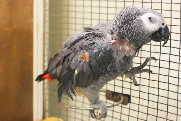 istock Big beautiful parrot sitting on the cage. Jaco. Gray Parrot 1197158801
