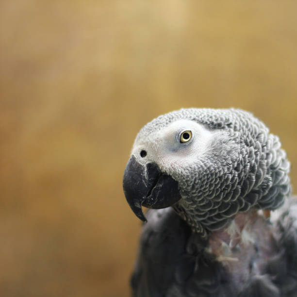 istock Big beautiful parrot sitting on the cage. Jaco. Gray Parrot 1197159388