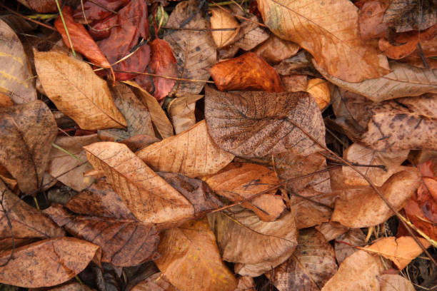 istock Background from sluggish leaves. Autumn. Wet leaves 1197159389