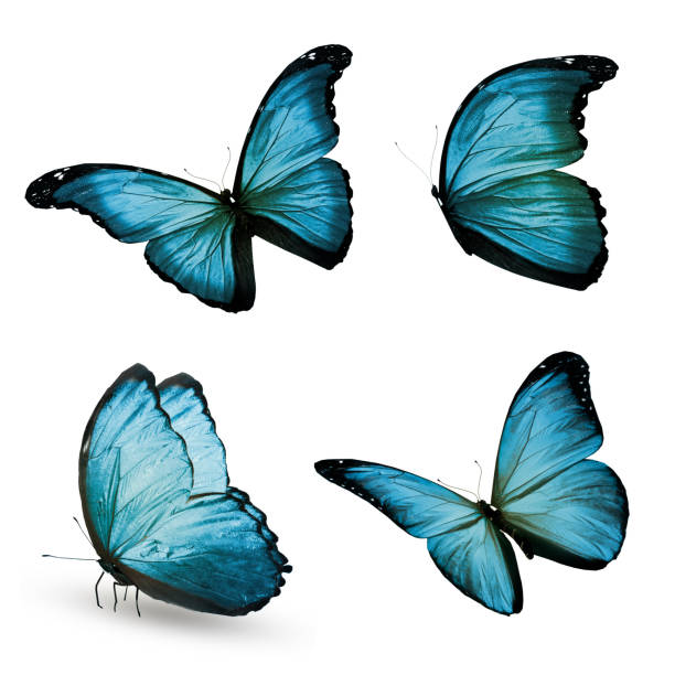istock Color butterflies , isolated on white background 1197159655