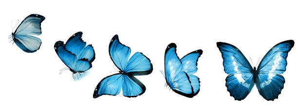 istock Color butterflies , isolated on white background 1197159660