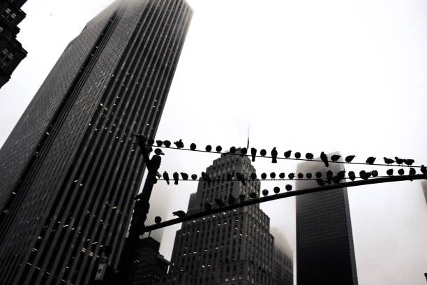 Black and white. Some birds cruising on an electric wire in downtown New York
