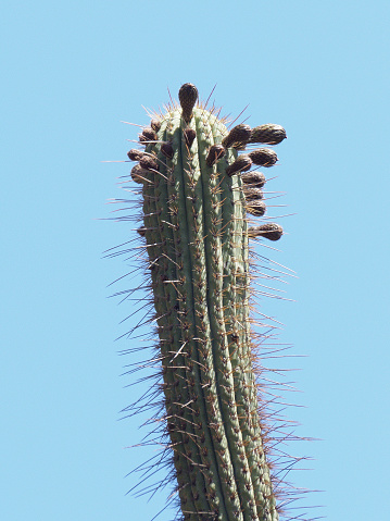 Stem and flower buds of the endemic Chilean Cactus (Echinopsis chiloensis), in the Andes of central Chile