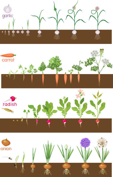 ilustrações de stock, clip art, desenhos animados e ícones de set of life cycles of vegetable plants (garlic, radish, carrot and onion). stages of vegetable plant growth from seed and sprout to harvest isolated on white background - radish white background vegetable leaf