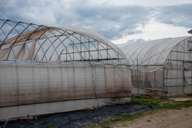 istock Hothouse with broken vinyl / Greenhouse 1197163743