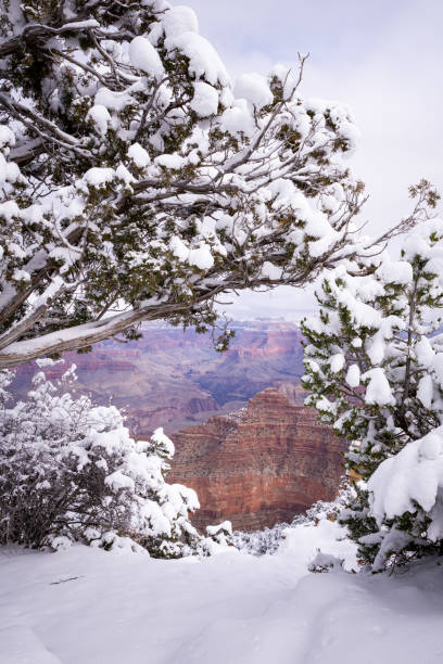 Snow Covered Grand Canyon Snow covered trees and plants in-front of the Grand Canyon during the winter. yaki point stock pictures, royalty-free photos & images