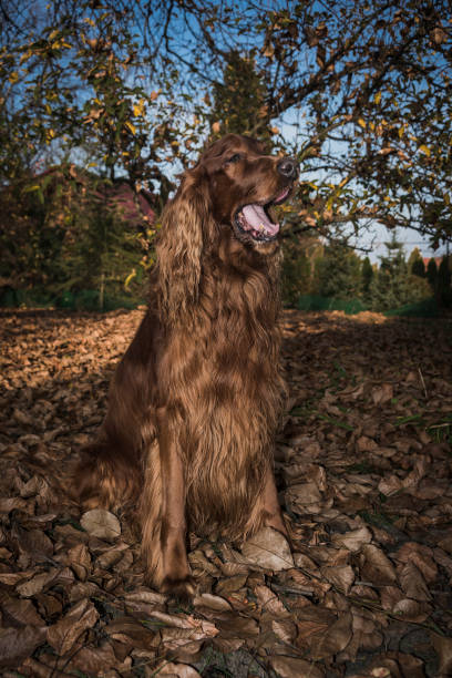 istock Irish Setter in the autumn garden 1197166963