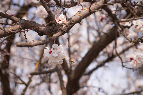istock Apricot flower inflorescences on blurred background. 1197167345