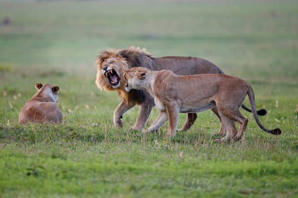 istock Mating couple of lions 1197168017