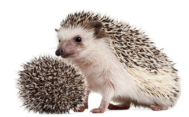 istock Four-toed Hedgehogs, Atelerix albiventris, 3 weeks old, white background. 119716873