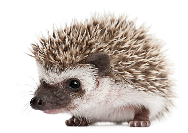 istock Four-toed Hedgehog, Atelerix albiventris, 3 weeks old, white background. 119716875