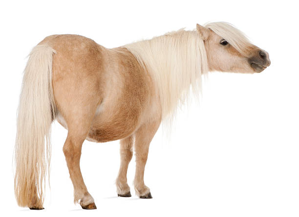 istock Palomino Shetland pony, Equus caballus, standing, white background. 119716883